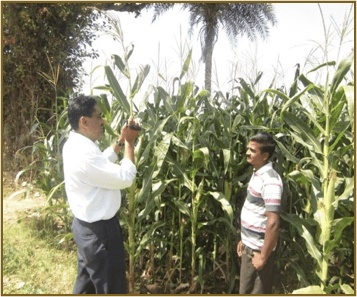 Maize - With Nualgi