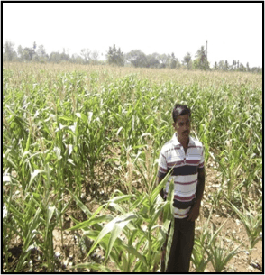 Maize - Without Nualgi