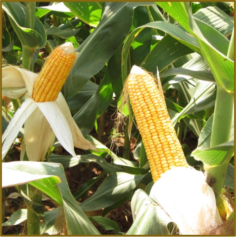 Maize harvest with Nualgi&reg;
