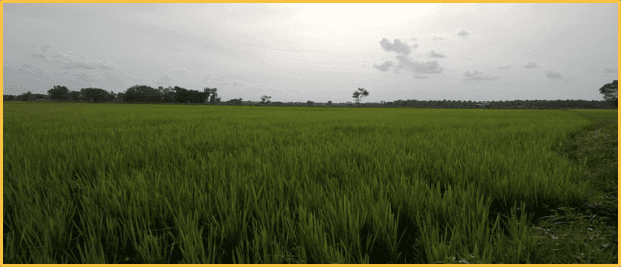 Paddy - After Nualgi