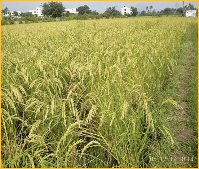 Paddy - After Nualgi