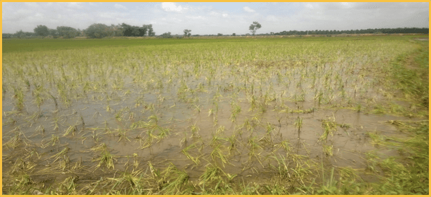 Paddy - Before Nualgi