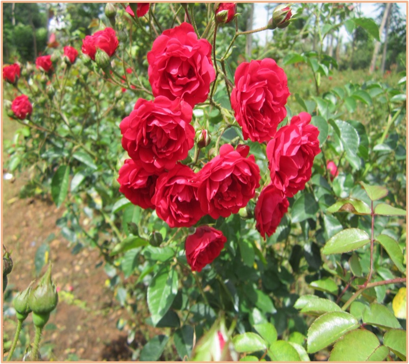 Roses with Nualgi&reg;