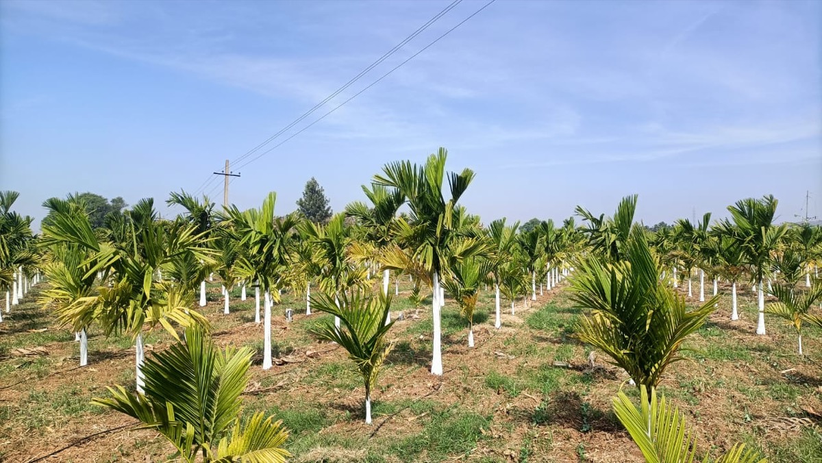 Arecanut plantation — Before Nualgi®