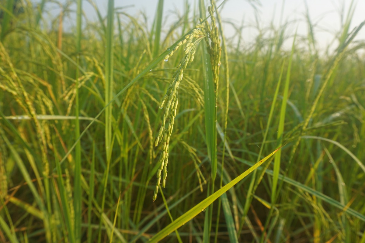 Nualgi sustainable farming